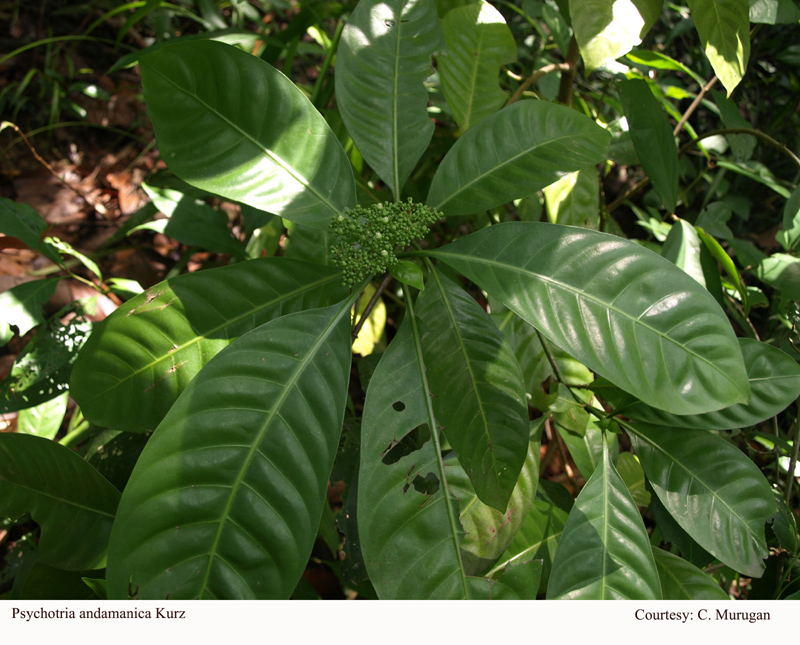 Psychotria andamanica Kurz